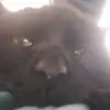 Nova Davis - @feralfeline.nova - TikTok