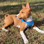 Nova Davis - @nova_basenji - Instagram