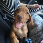 Nova Davis - @nova_the_vizsla2206 - Instagram