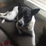 Nova Davis 🐶 - @nova_doggo - Instagram