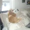 nova fox - @nova_fox1 - TikTok