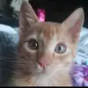 Nova Fox - @n0v4_posting - TikTok