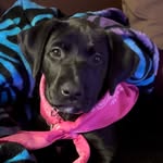 Nova Green 🐾 - @nova.bana_ - Instagram