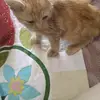 Nova Hammer - @nova.hammer - TikTok