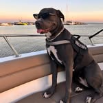 Nova canecorso bleu - @nova.hanim - Instagram