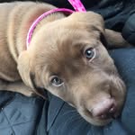 Nova Hardy-Lutz🐶 - @nova.thesweet - Instagram