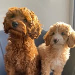 Harper and nova - @harper_and_nova_adventures - Instagram