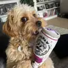 Harper Nova Cavapoo - @harper_nova - TikTok