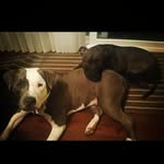 _Nova & Harvey_ - @my_darling_puppies - Instagram