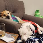 Harvey & Nova - @harvey_and_nova - Instagram