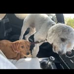 Harvey&Nova - @harvey_nova_labradoodles - Instagram