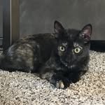 Nova_and_Harvey - @super_nova_thecat - Instagram
