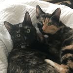 Nova and Harvey - @a_tortie_life - Instagram