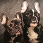 Nova&Cosmo Harvey 🐶🐾 - @novaandcosmoharvey - Instagram