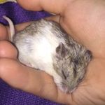 Nova Hill🐭 - @nova.hill_ - Instagram