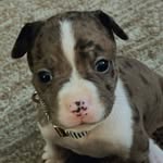 Nova Hill 🐾 - @therealnovahill - Instagram