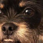 Nova Pisani Hodge - @nova.hodge - Instagram