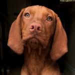 Nova & Hudson - @vforvizsla - Instagram