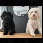 Nova & Obi Hudson - @the_geordie_oodles - Instagram