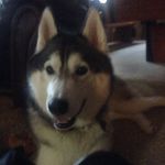 Nova Hughes - @novathehusky7 - Instagram