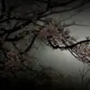 nova - @novajackson861 - TikTok