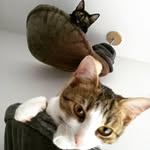 Luna & Nova Katz - @lunaandnovakatz - Instagram