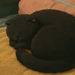 Nova_thecat - @nova_katze - Instagram