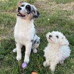 Kirby & Nova - @kirbyandnova_ - Instagram