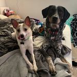 Kirby and Nova 🐾 - @kirbyandnova - Instagram