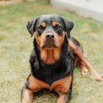 Nova Long 🐾 - @nova.the.rotti.girl - Instagram