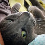 Nova - @novalongcat - Instagram