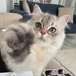 Nova 🐾 - @nova.lovecat - Instagram