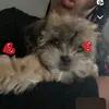 NOVA🐶🐾 - @novamartin35 - TikTok