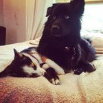 Blue Nova Meeka - @bluenovameeka3 - Instagram
