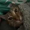 Meeko, Nova and Luna❤️‍🔥 - @meekonovaluna - TikTok