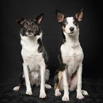 Nova&Meeka - @nova_meeka_thecollies - Instagram
