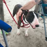 Nova Parks - @nova_thebullterrier - Instagram