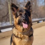𝔾𝕖𝕠𝕣𝕘𝕚𝕒, 𝔹𝕦𝕓𝕓𝕒, ℕ𝕠𝕧𝕒, ℙ𝕖𝕒𝕣𝕝 - @germanshepherds.of.insta - Instagram