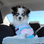 Nova Pearl - @nova.toy.aussie - Instagram