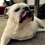 Nova Pearl - @nova.the.bulldog - Instagram