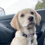 Nova Pearl the sook - @the_crazydog2 - Instagram