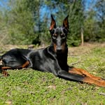 Nova Perez - @thatdobermannova - Instagram