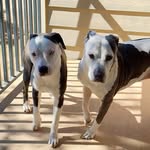 Duchess and Nova Quinones - @duchiepooh_supernova - Instagram