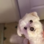 Nova Reid - @nova_cane2 - Instagram
