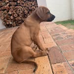 Nova 🐕 - @nova_rhodesian_ridgeback - Instagram