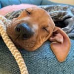 Nova - @rhodesian_nova - Instagram