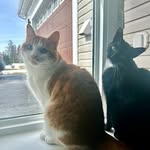 Rhodes 🐈 & Nova 🐈‍⬛ - @rhodesandnova - Instagram