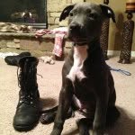 Nova Richards - @nova_da_puppy - Instagram