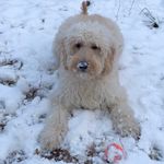 nova j. robinson🤟🏾🐾 - @novadoodle.doo - Instagram