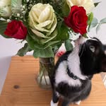 Nova Robinson - @novathetuxedo - Instagram